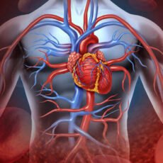 Как алкоголь влияет на сердечно сосудистую систему